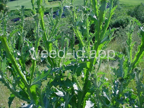 thistle, Scotch
